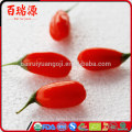 China blushwood Beere ningxia goji Beerendrachekräuter goji Beere